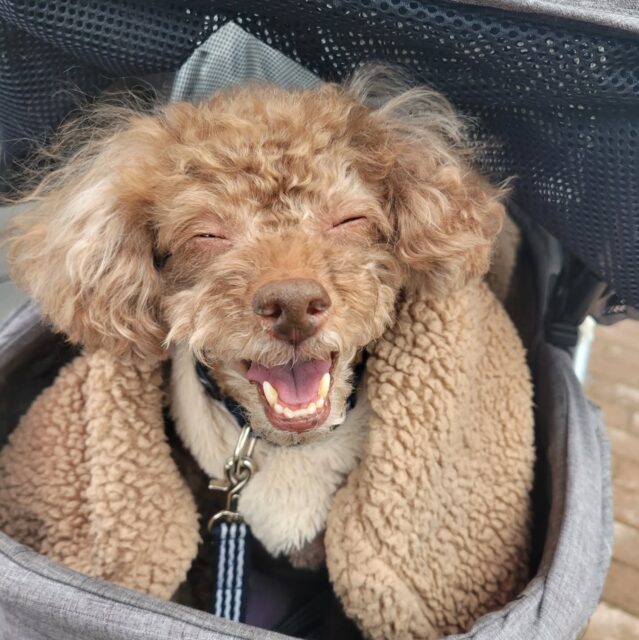 Coco Who Lived Alone Has Passed Away 2 Coco 2