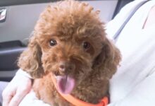 Coco Who Lived Alone Has Passed Away 29 Coco 1