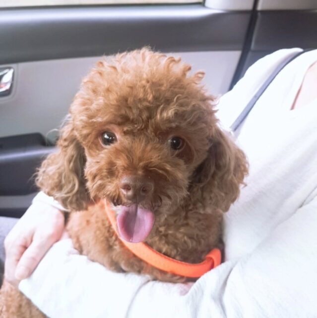 Coco Who Lived Alone Has Passed Away 1 Coco 1